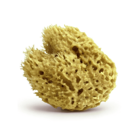 Honeycomb marine sponge 14CM - Greek Flavours